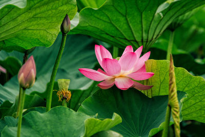 Close-up of flowers growing on plant