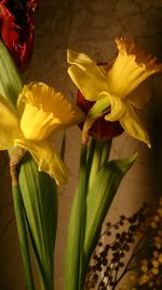 Close-up of yellow flower