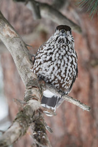 Close-up of bird perching on tree