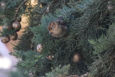 High angle view of birds in nest