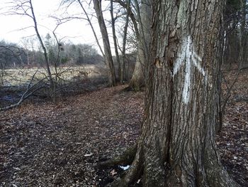 Bare trees in forest