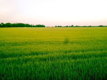 Scenic view of rural landscape