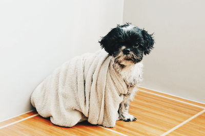 Portrait of shih tzu dog wrapped in towel on hardwood floor
