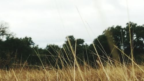 Close-up of wheat growing on field against sky