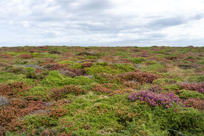 Scenic view of flowering plants on field against sky