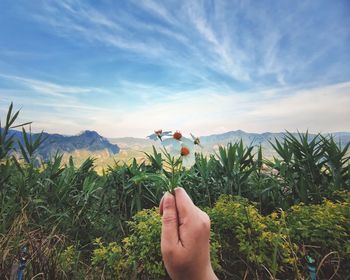 Cropped image of person holding plant against sky