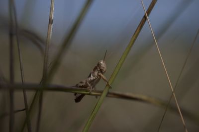 Close-up of bird perching on plant