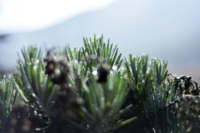 Close-up of fresh plants against sky