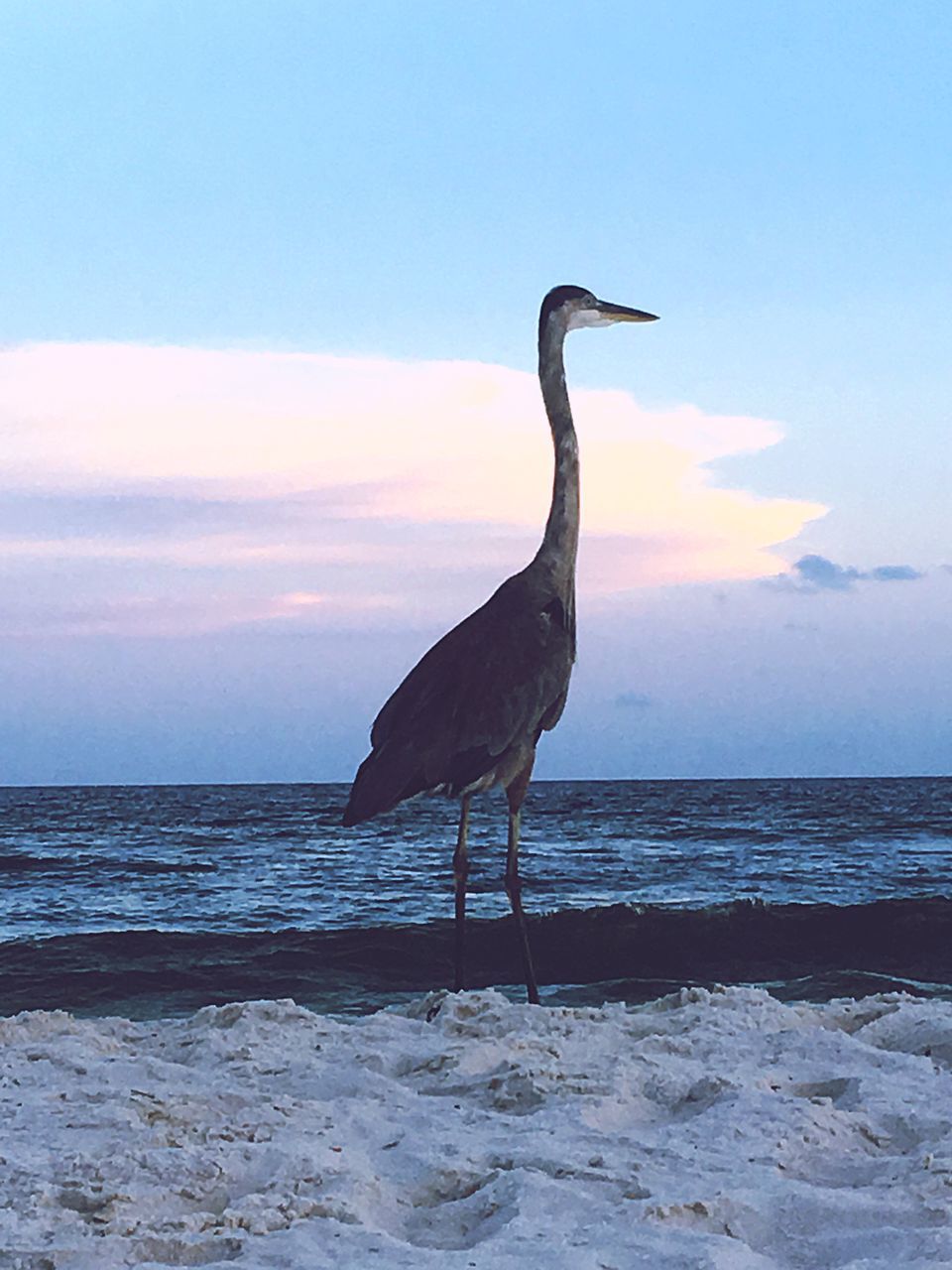 sea, bird, animal themes, animals in the wild, horizon over water, one animal, water, wildlife, sunset, seagull, tranquility, tranquil scene, scenics, blue, beauty in nature, nature, sky, zoology, seascape, perching, beak, shore, outdoors, non-urban scene, ocean, cloud - sky