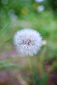 Close-up of dandelion flower