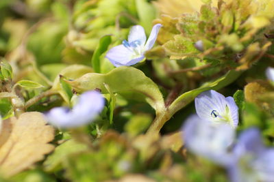 High angle view of blue flowers blooming on field