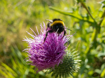 Bee pollinating on thistle flower