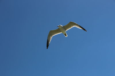 Low angle view of bird flying against clear blue sky