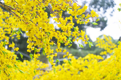 Close-up of yellow flowering plant