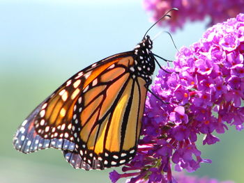 Close-up of butterfly pollinating on pink flower