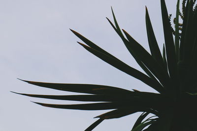 Low angle view of plant against sky