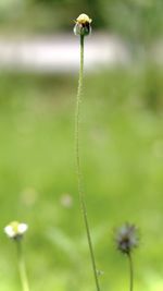 Close-up of flowering plant