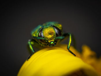 Close-up of insect on yellow flower