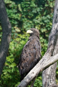 Bird perching on a tree