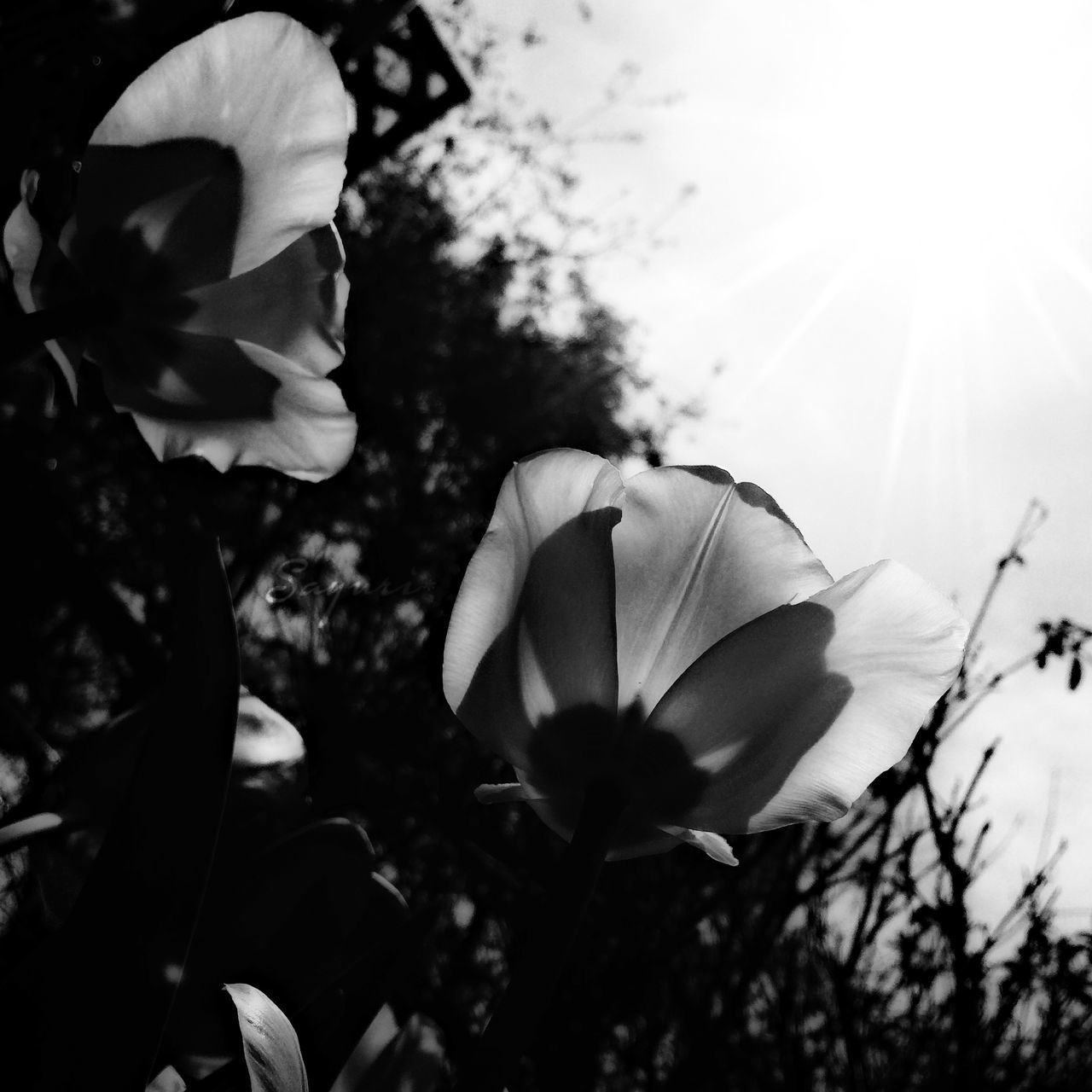 flower, petal, freshness, fragility, growth, flower head, beauty in nature, nature, plant, leaf, blooming, close-up, focus on foreground, in bloom, sunlight, stem, sun, single flower, blossom, outdoors