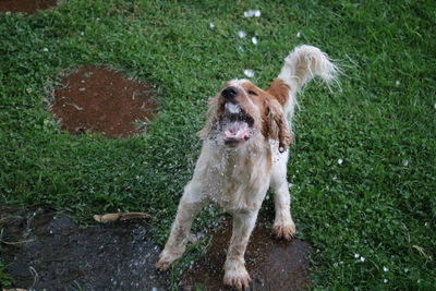 High angle view of dog standing on grass