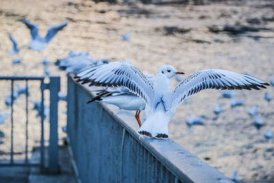 Seagulls flying