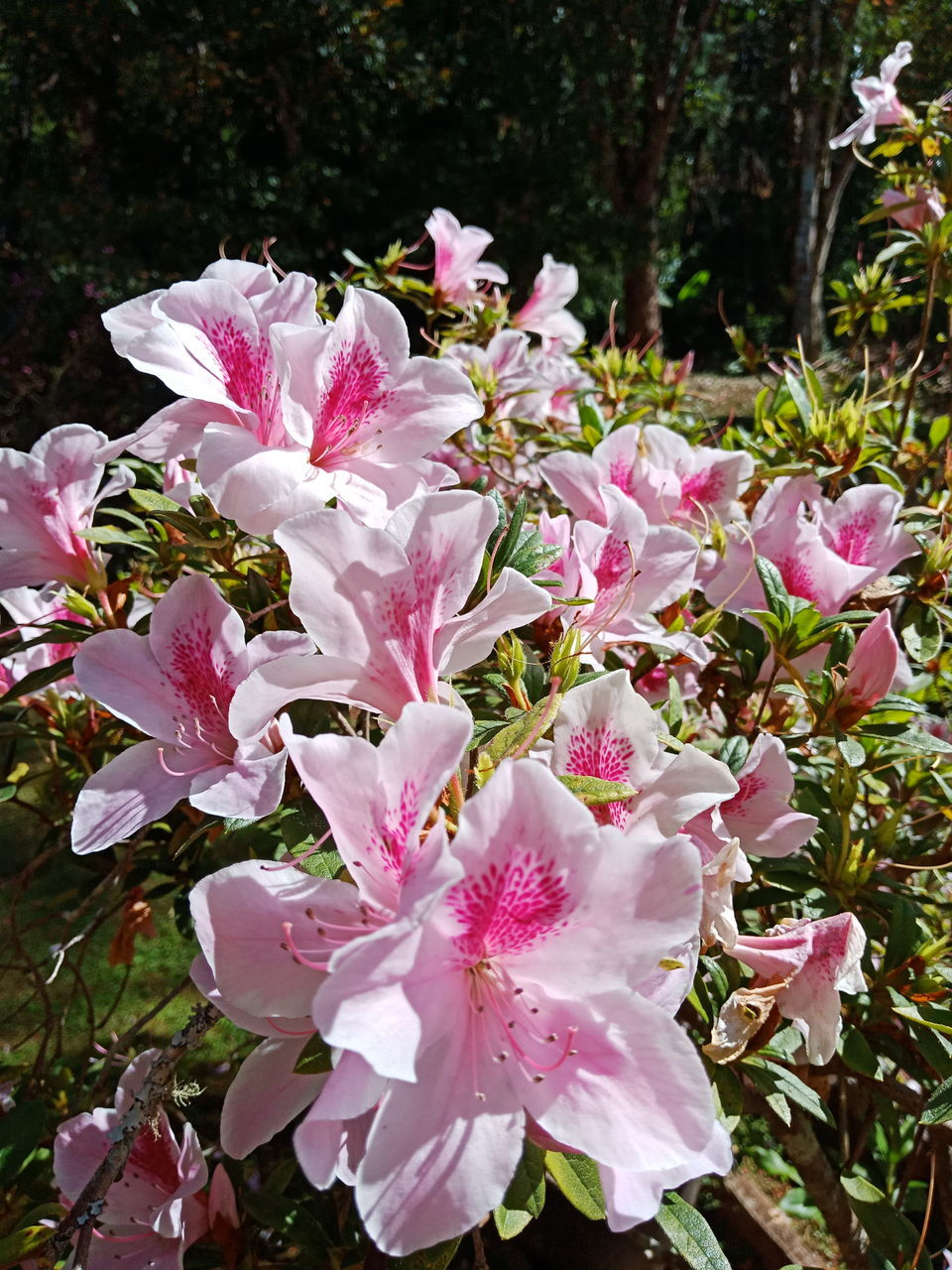 CLOSE-UP OF PINK ROSE FLOWERS