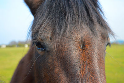 Close-up of horse on field