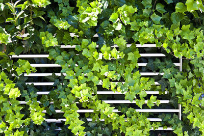 High angle view of ivy growing on plants