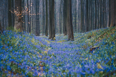 Close-up of flower trees in forest