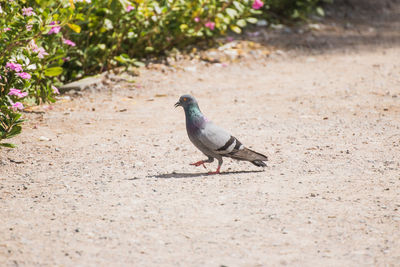 Close-up of bird perching on a field