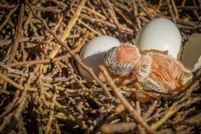 Close-up of eggs in nest