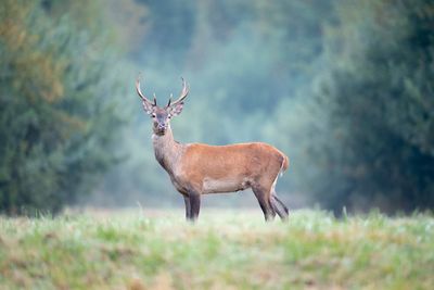 Deer standing on grassy land against trees in forest