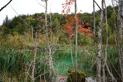 Scenic view of lake in forest against sky