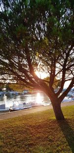 Trees by lake against sky during sunset