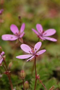 Close-up of purple flowering plant