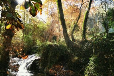 Stream flowing through forest