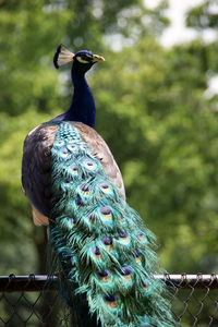 Close-up of peacock perching on tree