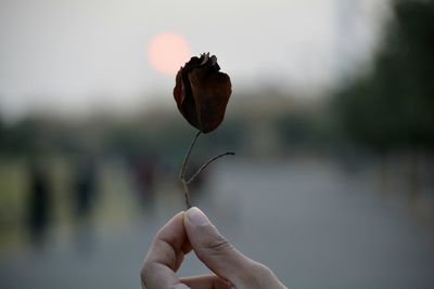 Close-up of hand holding plant