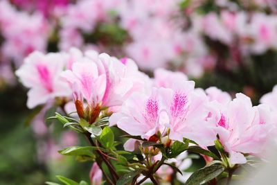 Close-up of pink flower blossoms