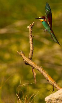 Close-up of a bird flying