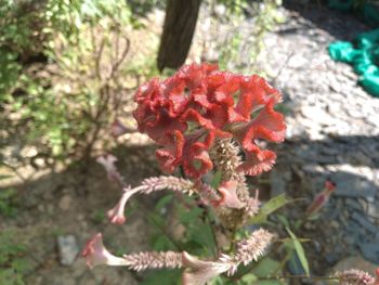 Close-up of red flowers