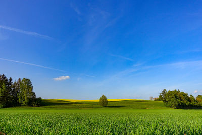 Scenic view of agricultural field against blue sky