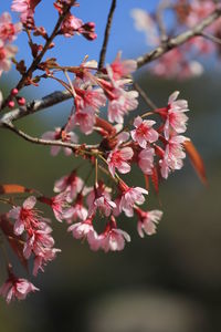 Close-up of pink cherry blossoms in spring