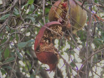 Close-up of snake on branch