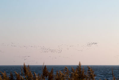 Birds flying over sea against clear sky