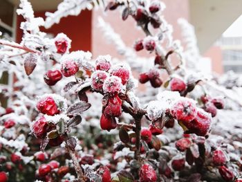 Close-up of snow on plant