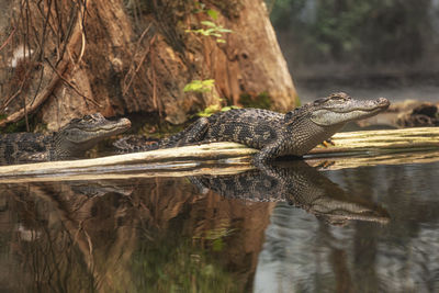 Pair of caiman lizards overlooking a body of water with a clear reflection in the water