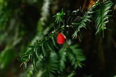 Close-up of berries growing on tree