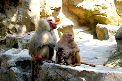 View of monkey with rocks